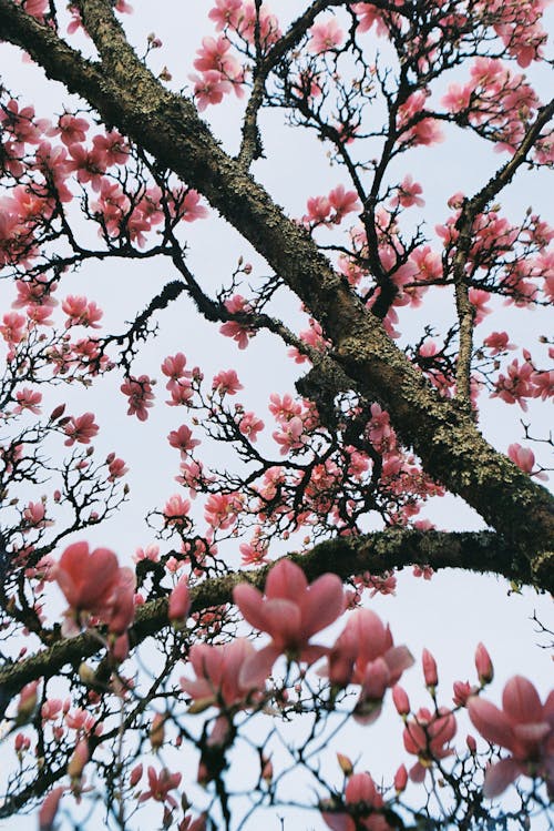 Fotos de stock gratuitas de árbol, flora, floración