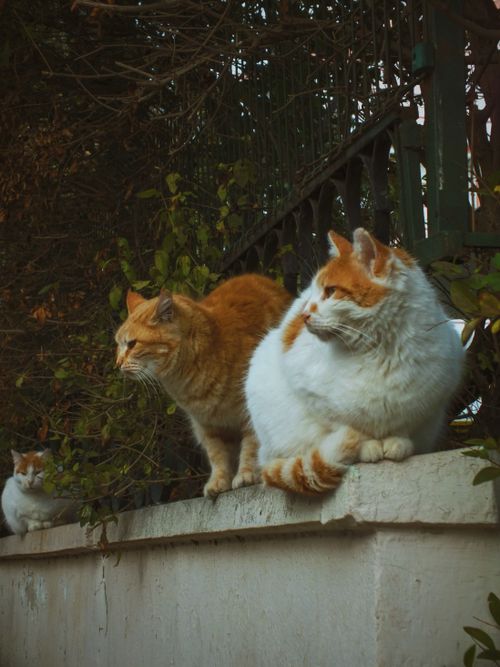Free Three cats sitting on a stone wall surrounded by greenery, captured in Istanbul, Turkey. Stock Photo