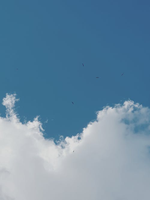 구름, 날으는, 동물의 무료 스톡 사진
