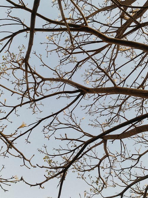 Foto profissional grátis de árvore, céu azul, filiais