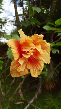 A striking close-up of an orange hibiscus flower in full bloom, showcasing its vivid petals.