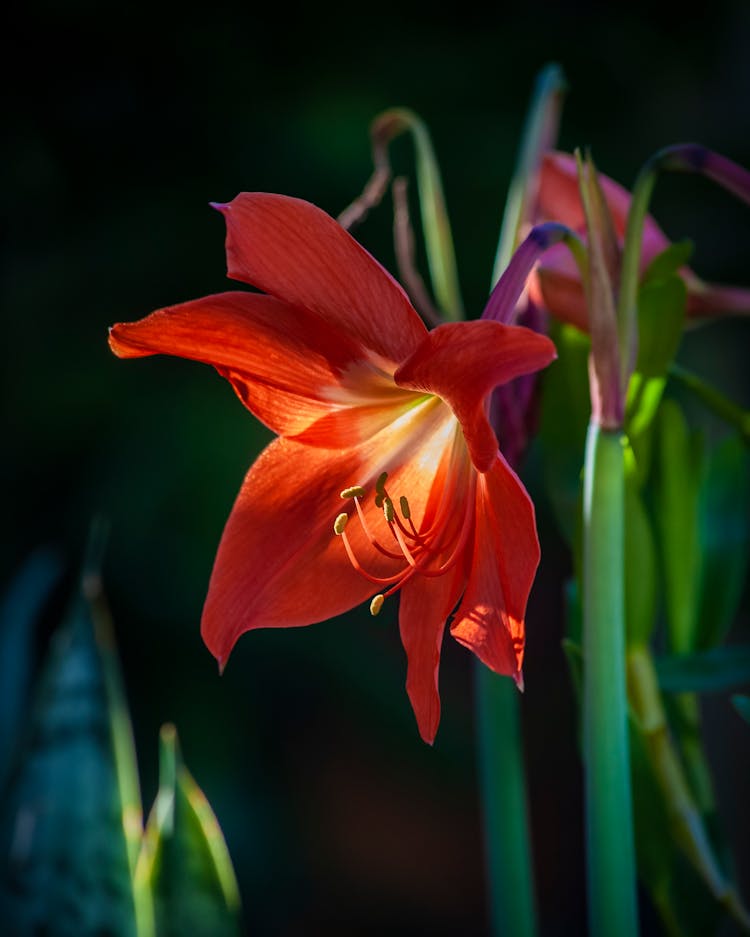 Red Lily Flower In Bloom 