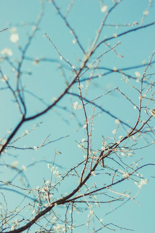 Photo of Tree Blossoming Flowers