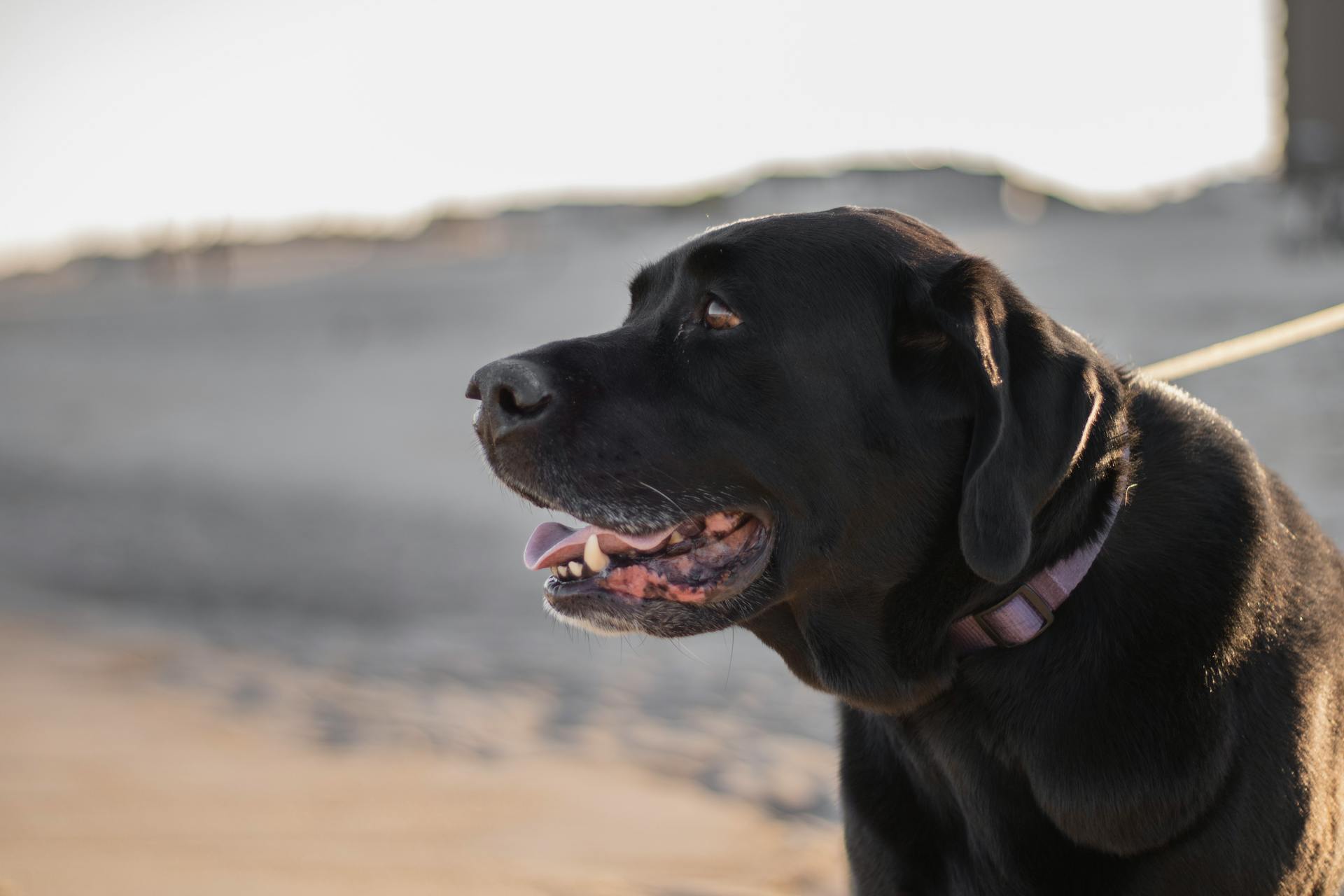 Black Dog on a Leash