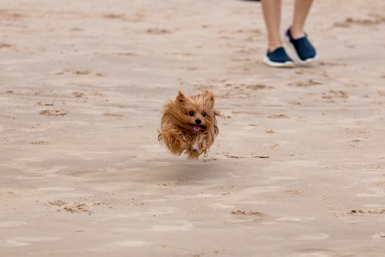 Photo Of A Dog Running