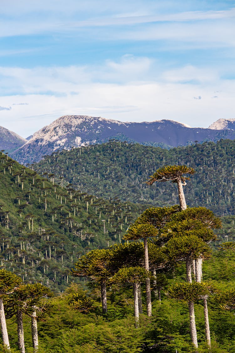 Parque Nacional Conguillio Mountain Landscape 