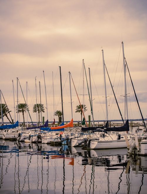 Free Peaceful marina scene with sailboats and palm trees reflecting on calm water under a cloudy sky. Stock Photo