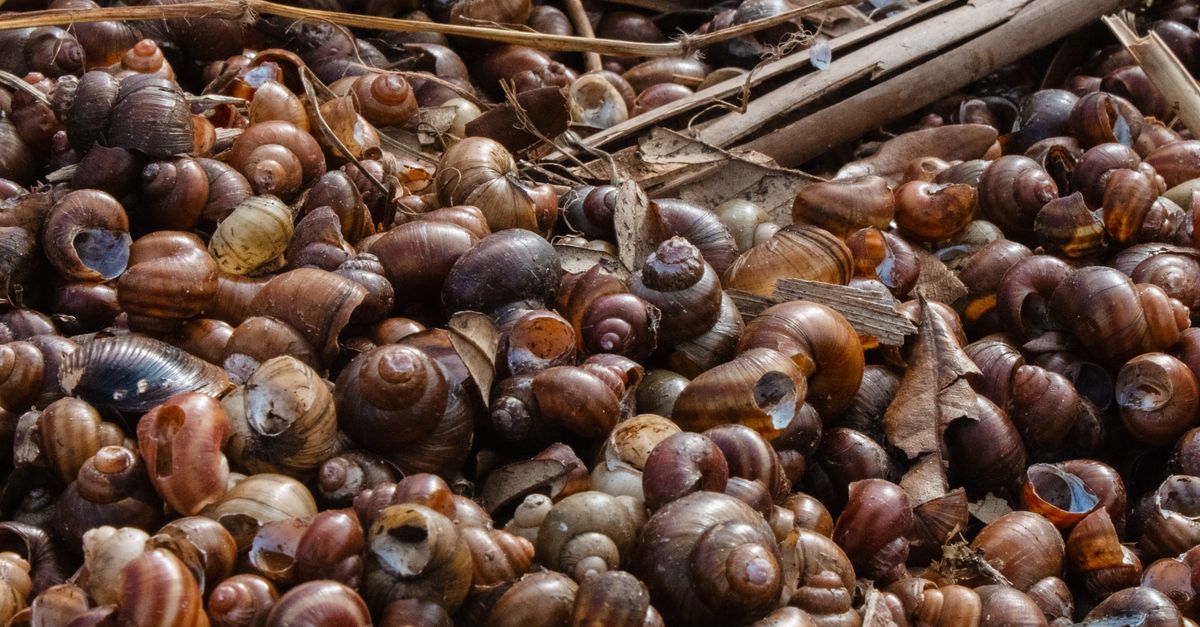 Shell Collection Pile Pile of Shells · Free Stock Photo