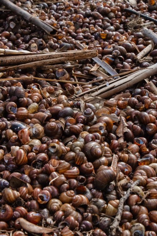 Shell Collection Pile Pile of Shells · Free Stock Photo