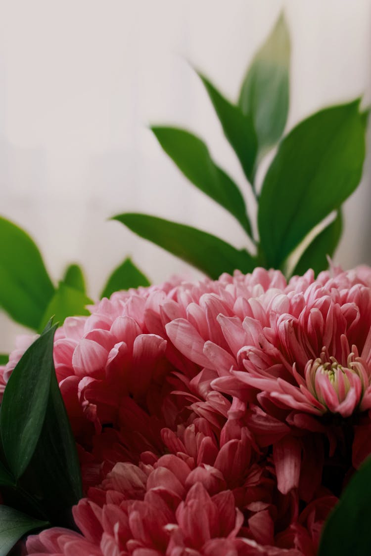 Close Up Of Pink Flowers