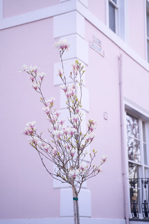 Flowering Tree Near Pink Concrete Building