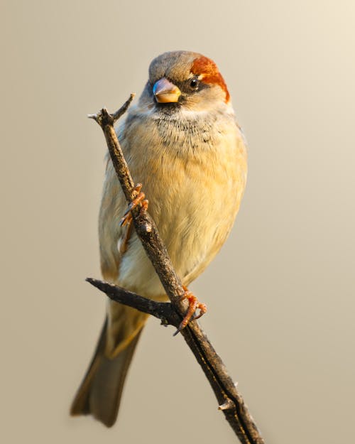 Close-Up Shot of a Eurasian Tree Sparrow Perched on the Branch