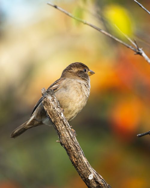 Close-Up Shot of a Sparrow Perched on the Branch