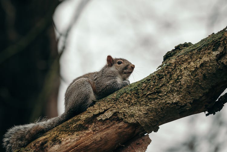 Squirrel On A Tree Branch