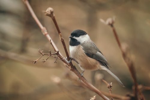A Black-capped Chickadee Bird Perched on Tree Branch