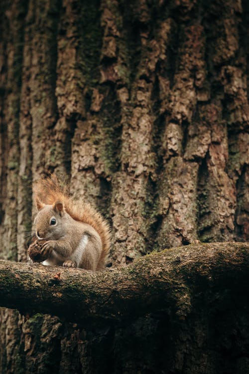 A Squirrel on a Branch 