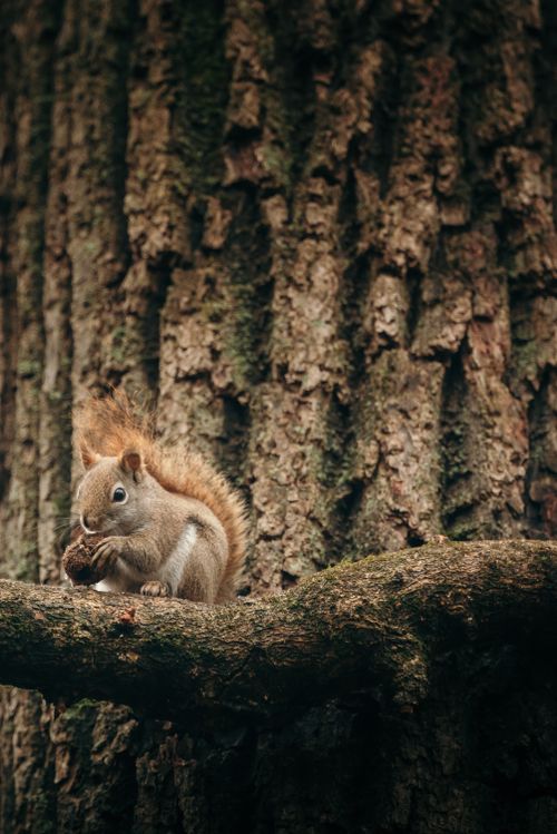 Free A squirrel sitting on a tree branch, nibbling on a nut in natural surroundings. Stock Photo