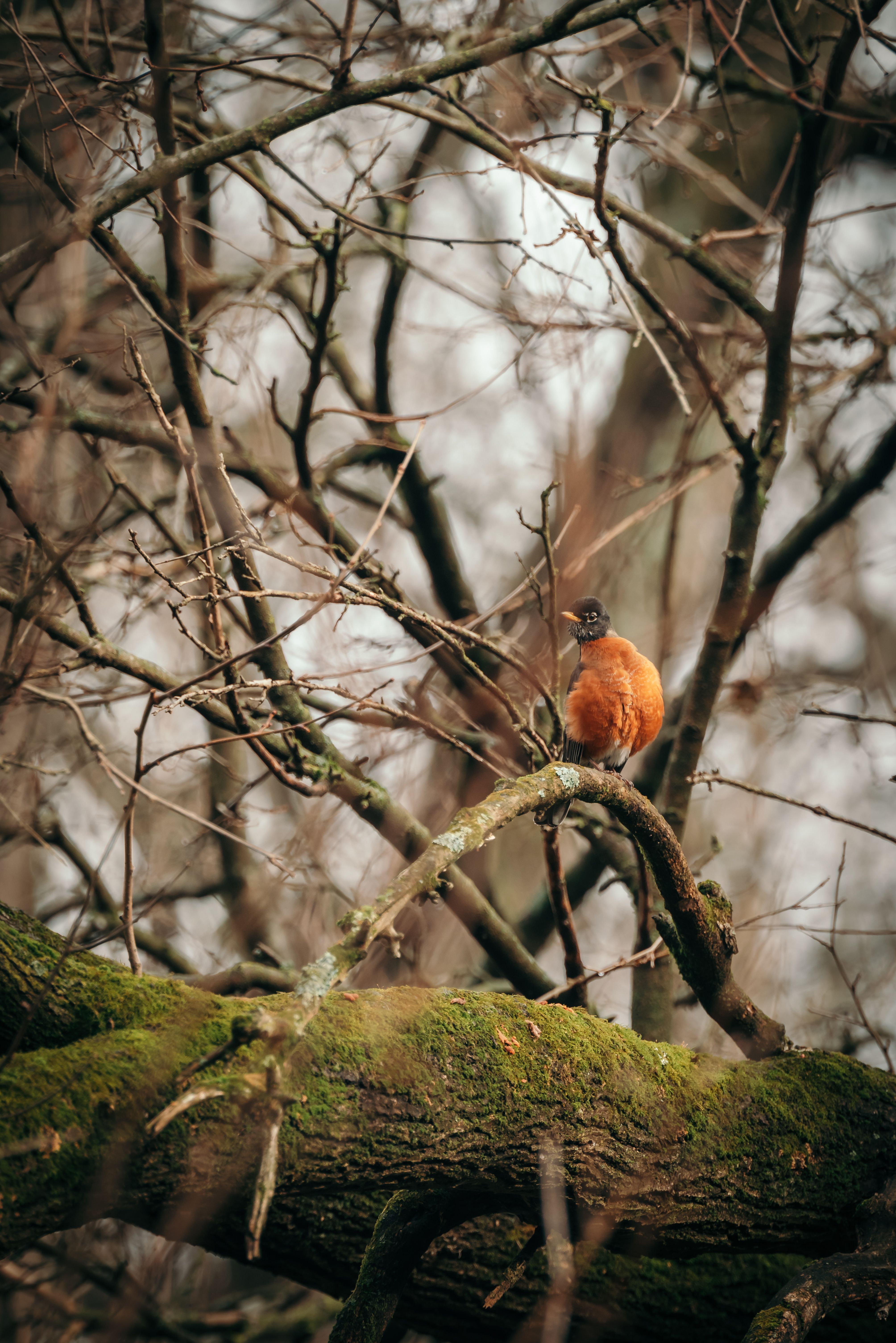 A robin sits on a moss-covered branch among leafless trees, capturing the essence of winter nature.