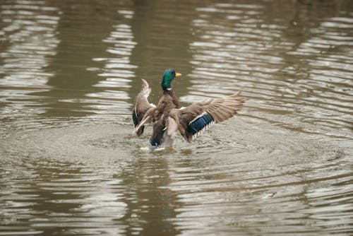 Foto stok gratis air, bangsa burung, bebek