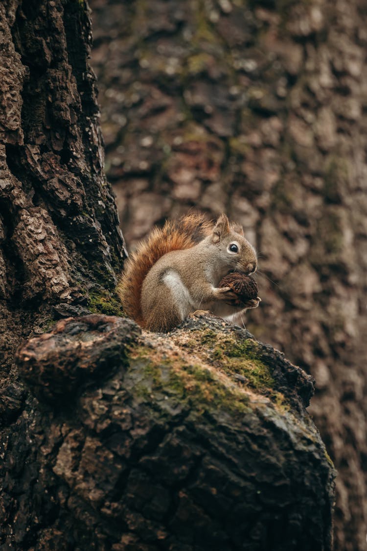 Squirrel Eating A Nut On A Tree