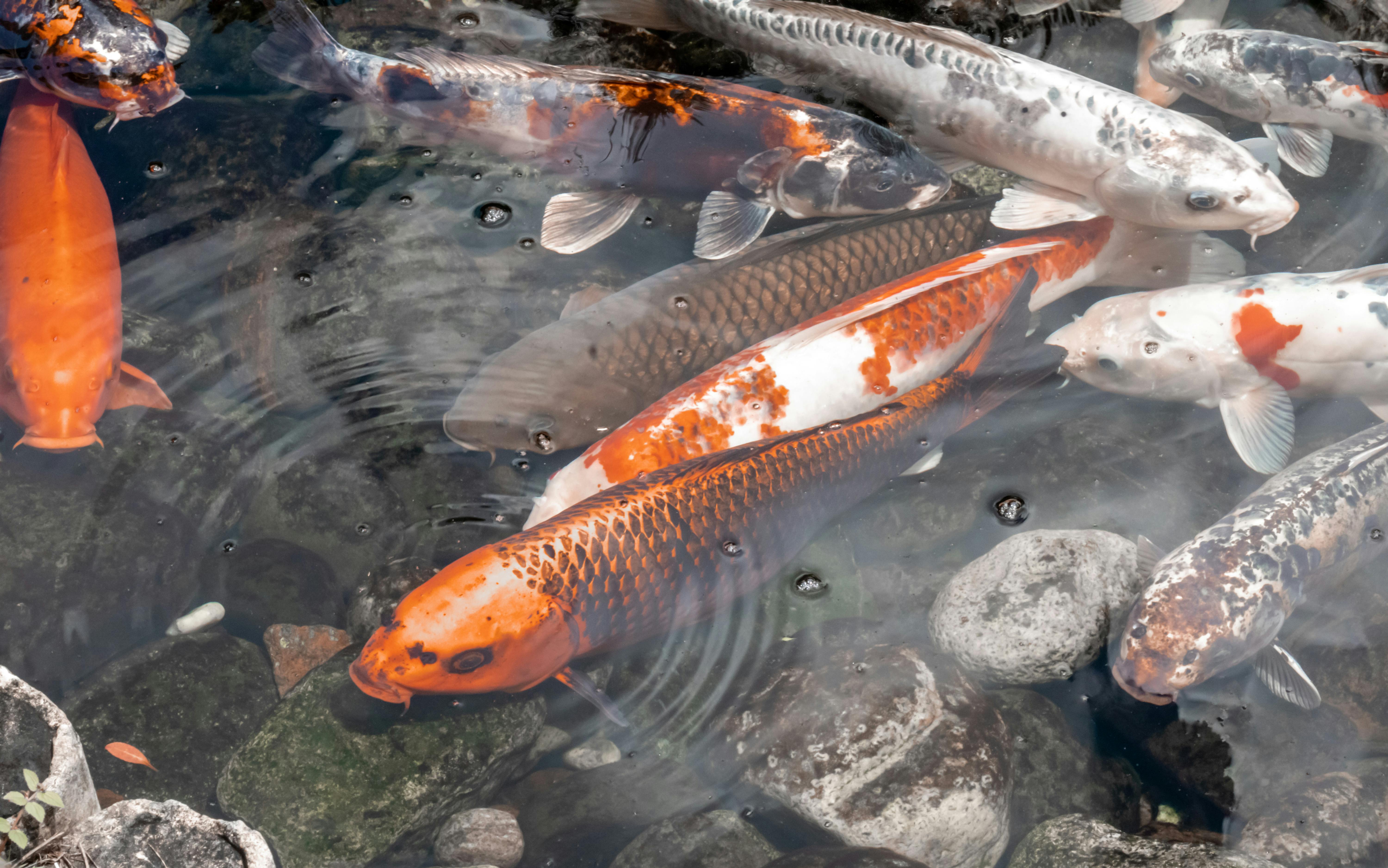 Top View of Koi Fishes Swimming in the Water · Free Stock Photo