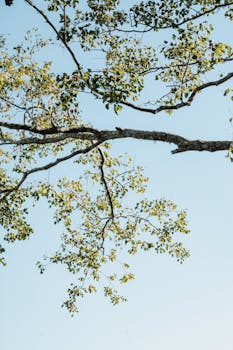 Serene image of tree branches with green leaves set against a clear blue sky, capturing nature's tranquility.