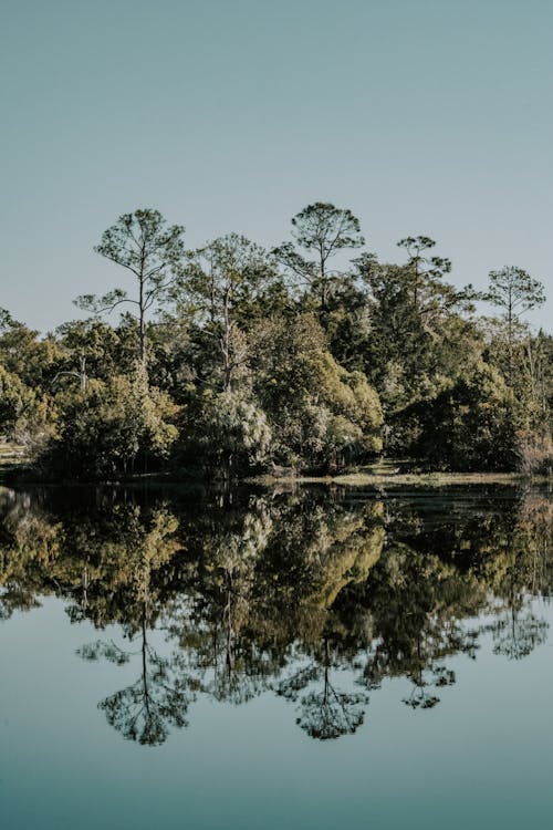 Immagine gratuita di acqua calma, alberi, ambiente