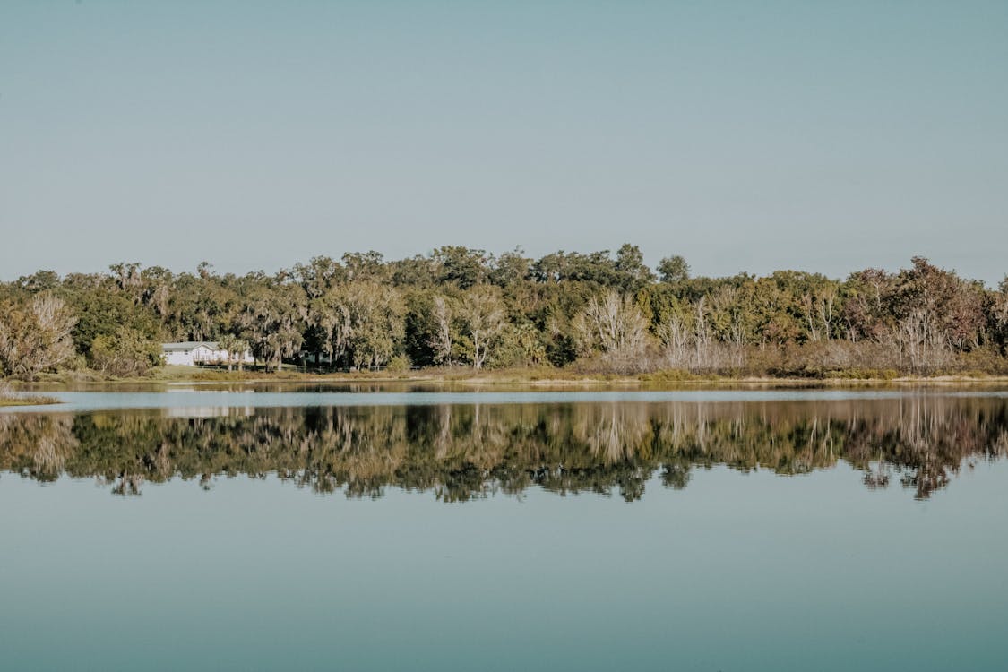 Reflection of Trees on the Lake 