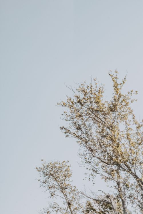 Free A tranquil view of tree branches against a clear sky, perfect for nature-themed backgrounds. Stock Photo