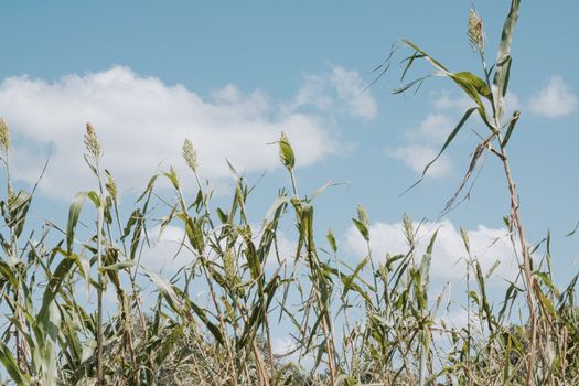 Vast cornfield reaching towards a bright blue sky with scattered clouds, symbolizing rural agriculture.