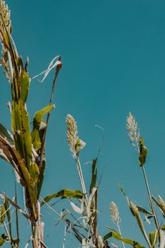 White Pearled Unenriched Dry Sorghum Grain