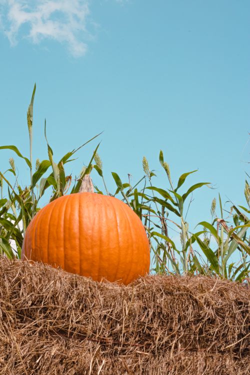 Free Bright orange pumpkin on a hay bale with a clear sky and cornfield backdrop, ideal for autumn themes. Stock Photo