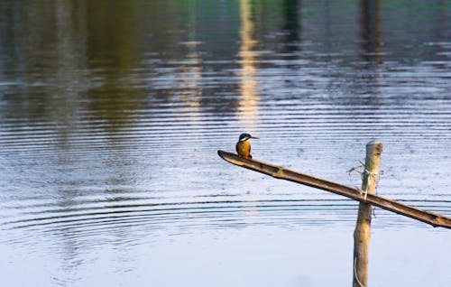 普通翠鸟, 美在自然中, 翠鳥 的 免费素材图片