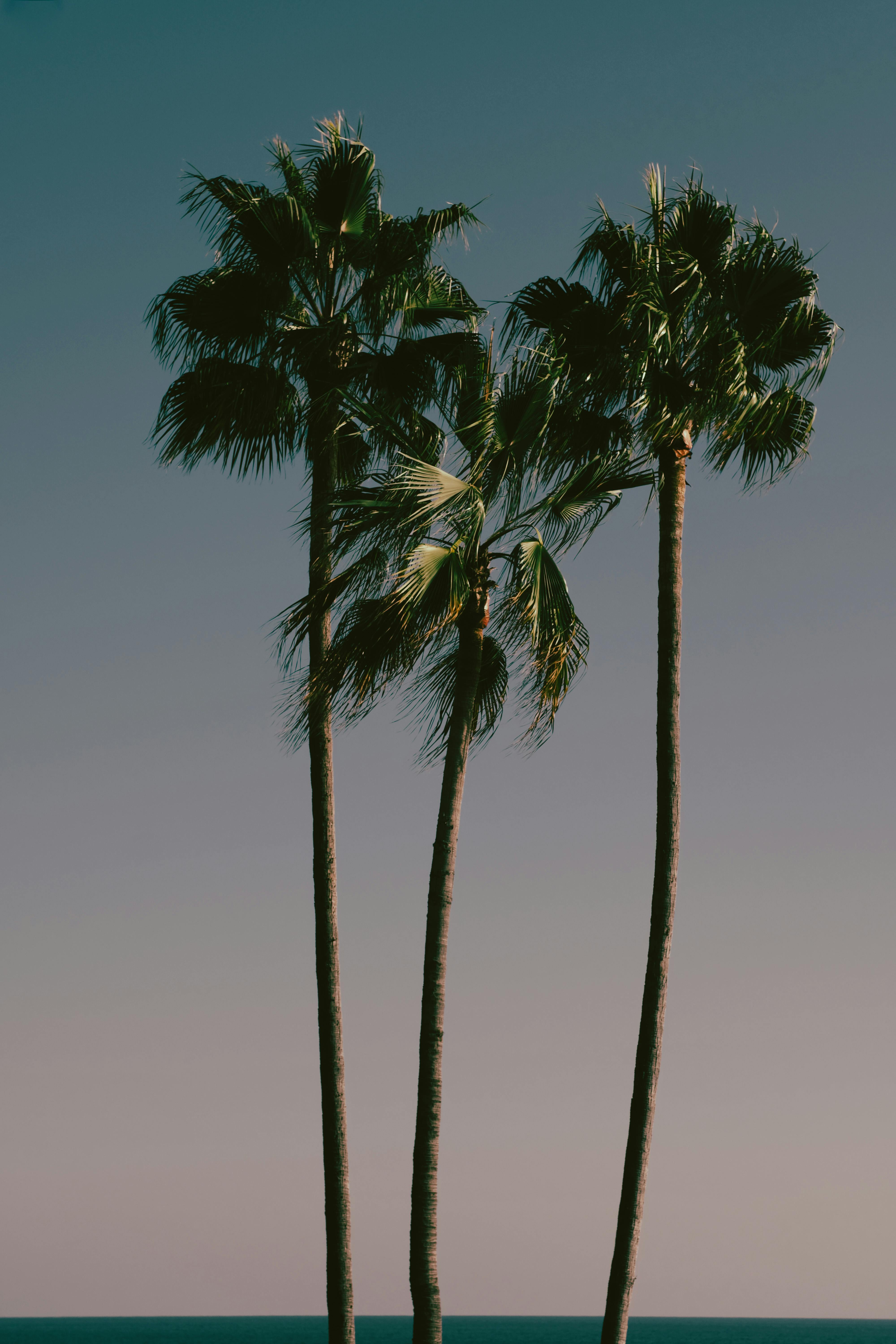 Tall palm trees silhouetted against a serene Laguna Beach sunset sky.