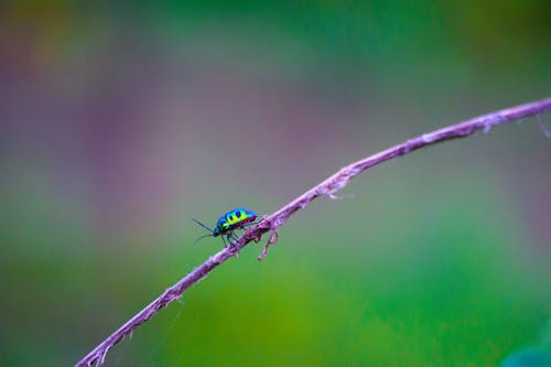 คลังภาพถ่ายฟรี ของ การถ่ายภาพมาโคร, การถ่ายภาพแมลง, ความงามของธรรมชาติ