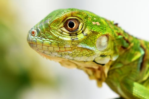 Close-up of a Green Iguana 