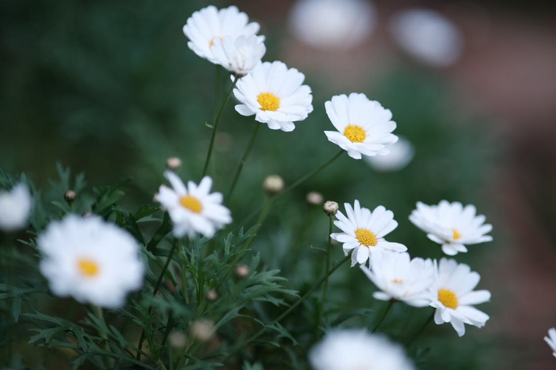 Kostnadsfri bild av blomfotografi, blomma, blommor