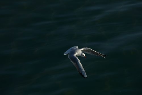 Free Majestic seagull soaring over the waters of Samsun, Turkey captured in an aerial shot. Stock Photo