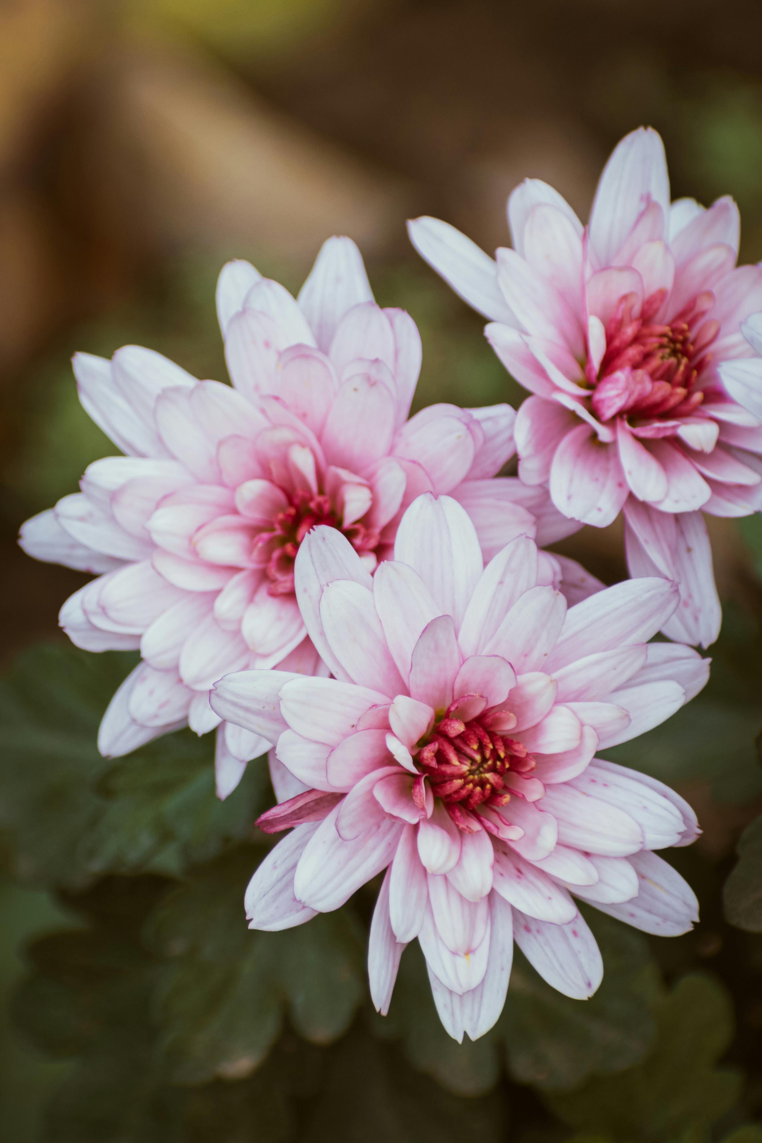 Pink Flowers in Close Up Photography · Free Stock Photo