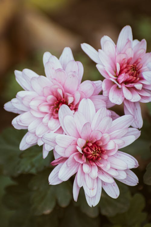 Pink Flowers in Close Up Photography