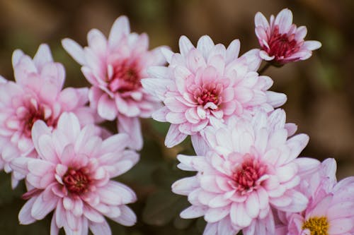 Δωρεάν στοκ φωτογραφιών με γκρο πλαν, καλοκαίρι, λουλούδια Φωτογραφία από στοκ φωτογραφιών