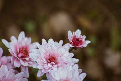 Kostenloses Stock Foto zu blumen, chrysantheme, flora