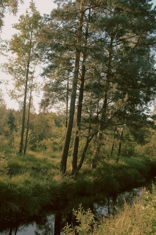 Kostnadsfri bild av bäck, landskap, natur