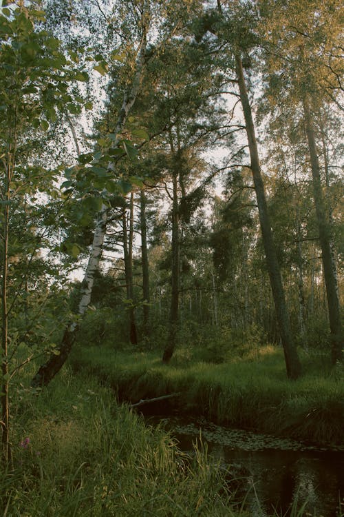 Kostnadsfri bild av landskap, natur, skog