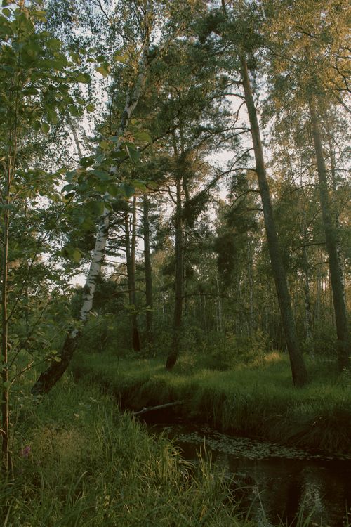 Free Peaceful forest scene with tall trees and lush greenery, ideal for nature enthusiasts. Stock Photo