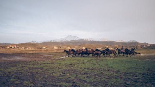 An Herd of Horses Galloping through the Field 