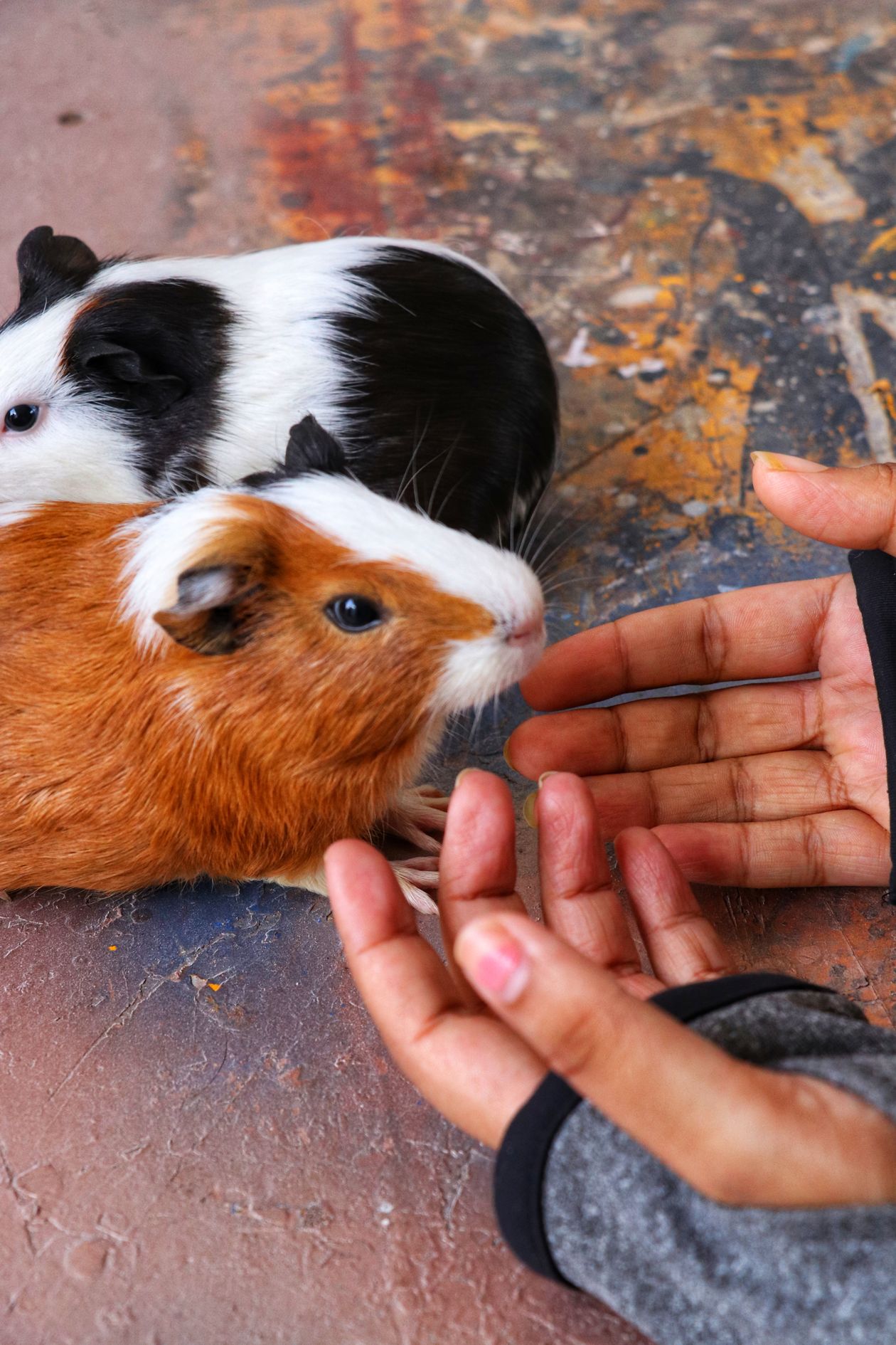 Male vs Female Guinea Pigs: Sexing, Pairing & Care