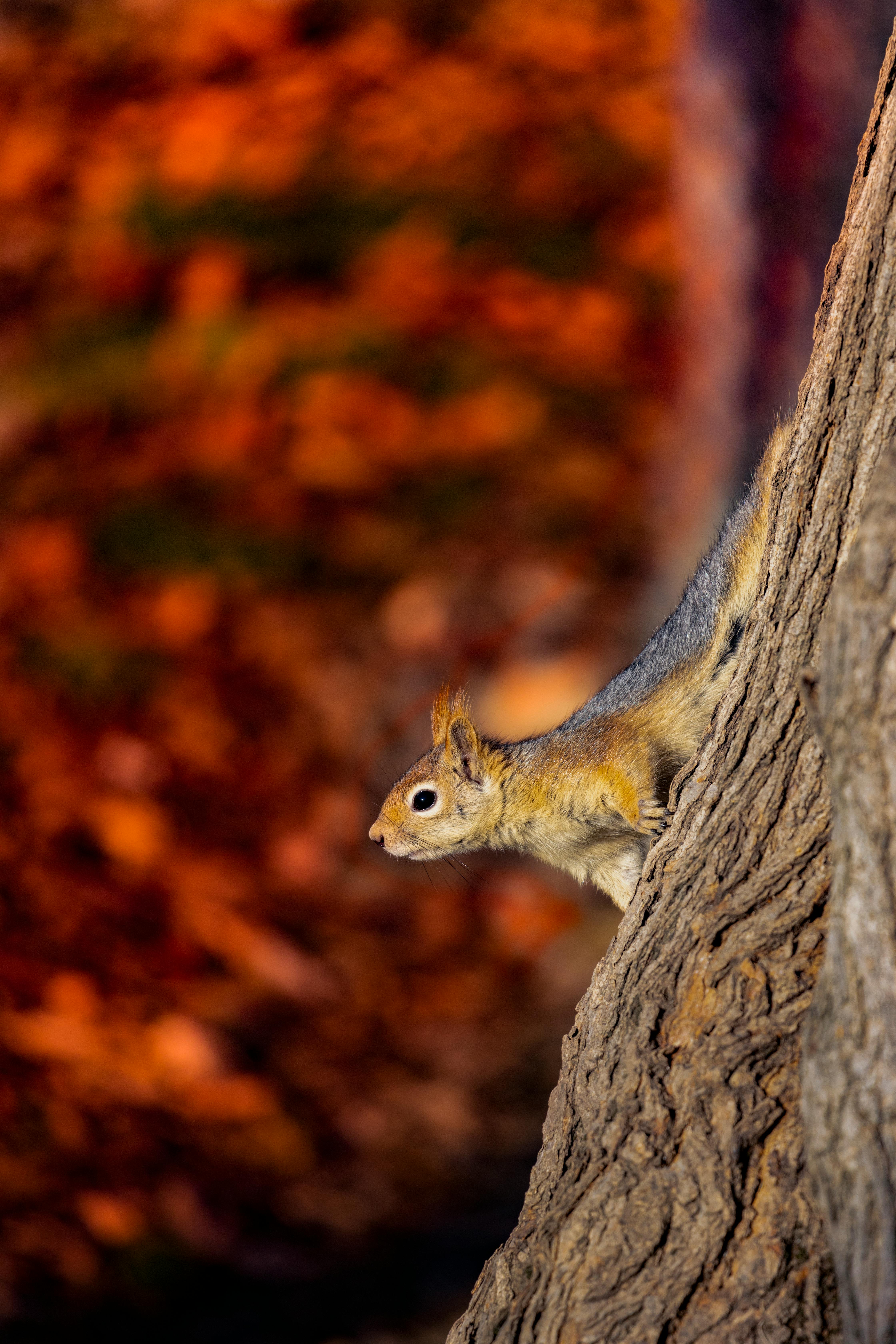 What is the strongest natural antihistamine?