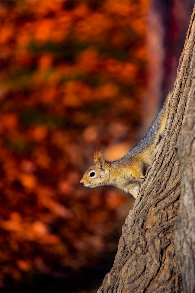 Squirrel On Tree