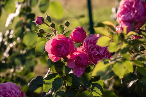 Free Close-up of vibrant pink roses blooming in sunlight, surrounded by lush green leaves, embodying summer beauty. Stock Photo